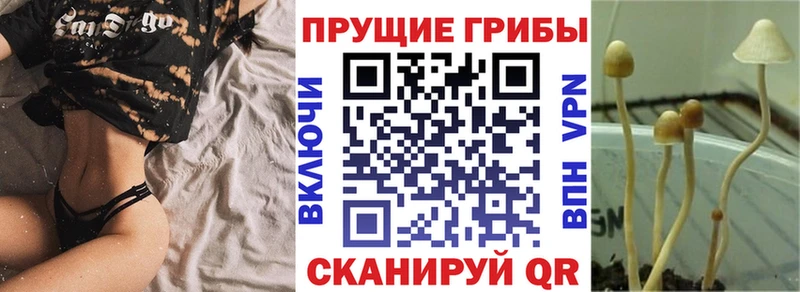 Галлюциногенные грибы Psilocybe  где продают наркотики  Кисловодск 